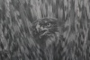 Хлопок-стрейч костюмный серо-графитовый под джинс с соколом