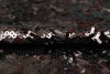 Сетка чёрная с глянцевыми пайетками фото в интернет-магазине Ауратессу